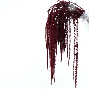 Pres Amaranthus Bleached Bordeaux X L