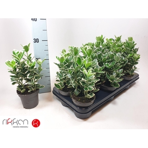 EUONYMUS JAP KATHY