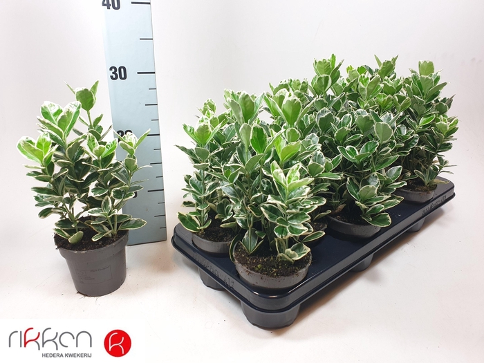 <h4>EUONYMUS JAP KATHY</h4>