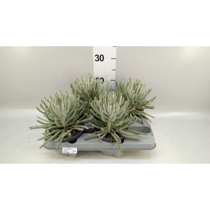 Senecio   ...