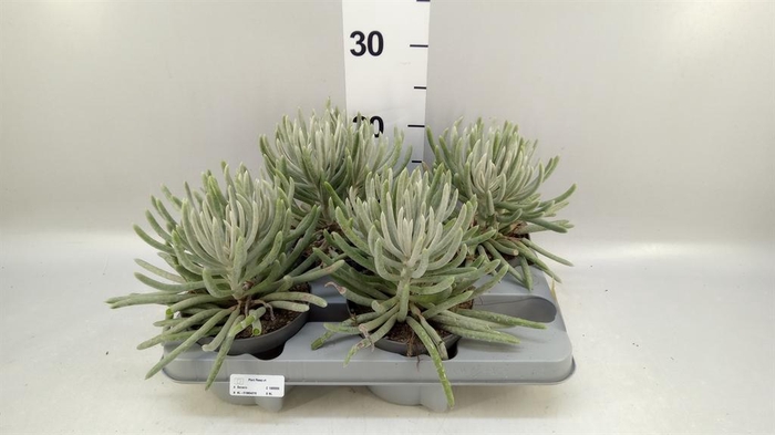 <h4>Senecio   ...</h4>