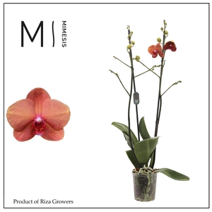 Phalaenopsis Surf Song 2 spike - 12cm | Mimesis