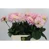 Dahlia Sweet Nathalie