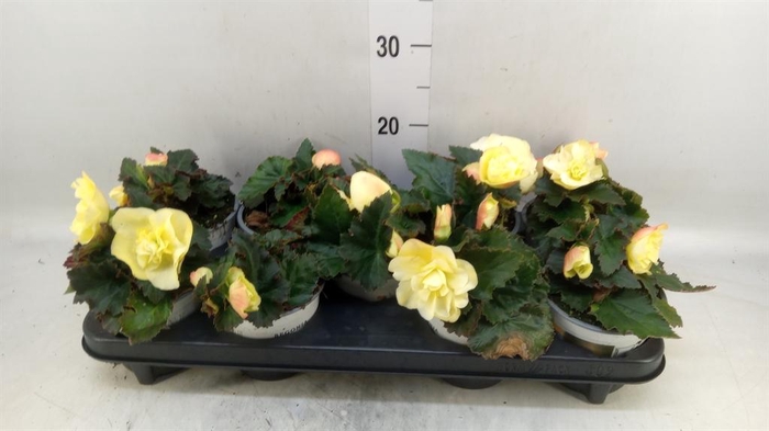 <h4>Begonia tuber. 'Fragrant FallLemon'</h4>
