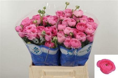 Ran Su Confetto Parodi