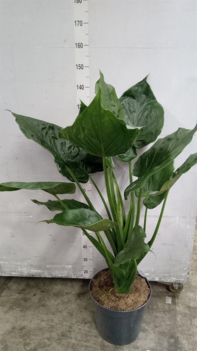 <h4>Alocasia cucullata</h4>