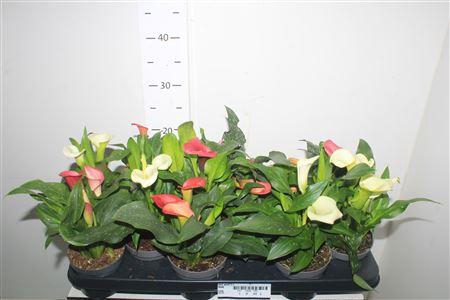 <h4>Zant Gem 3+</h4>