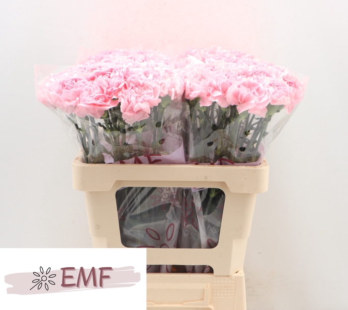 <h4>DI ST JULIA</h4>