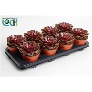 Echeveria Magic Red