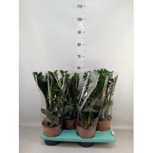 Zamioculcas zamiifolia 'Zenzi'