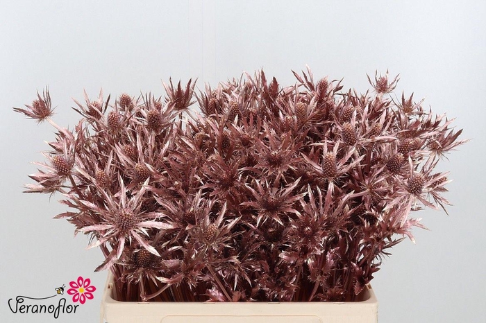 <h4>ERYN DOBIDA KLB H%</h4>