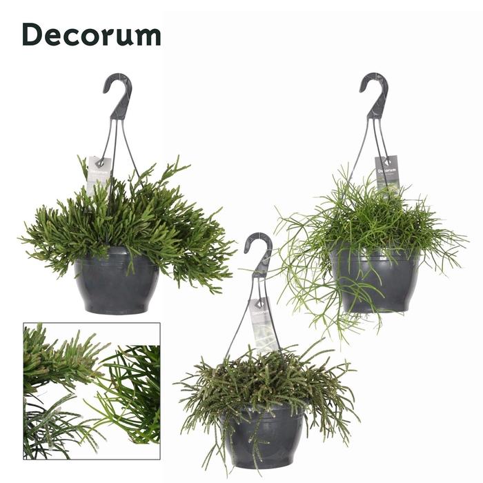 <h4>Rhipsalis gemengd 21 cm</h4>