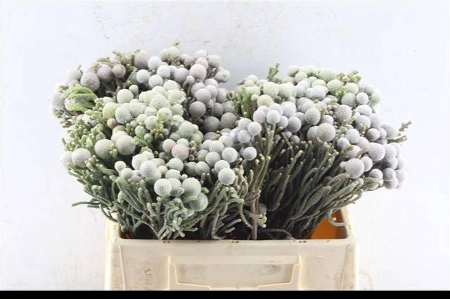 <h4>BRUN LAEVIS</h4>