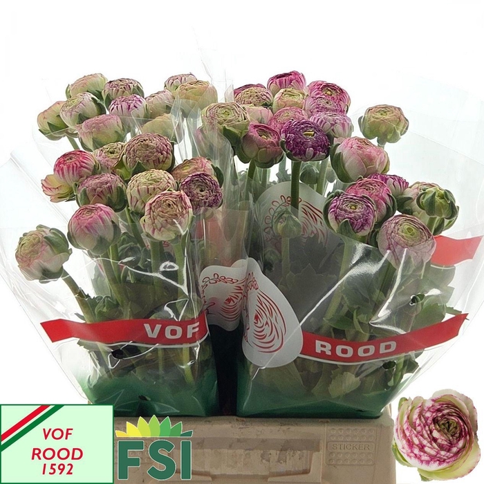 <h4>RAN AAZUR PI STRIPE</h4>