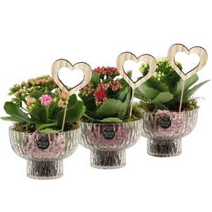arr. Kamerplanten