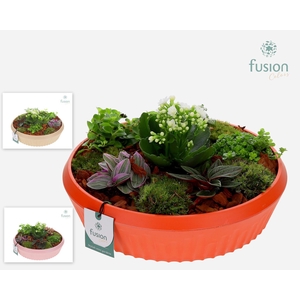 Biologisch afbreekbare schaal Large met Arrangement