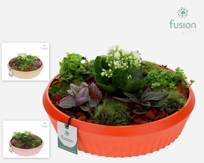 <h4>Biologisch afbreekbare schaal Large met Arrangement</h4>