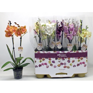 PHAL GEM