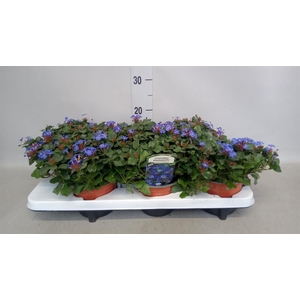 Ceratostigma plumbaginoides