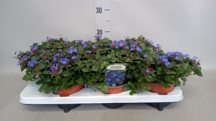 <h4>Ceratostigma plumbaginoides</h4>