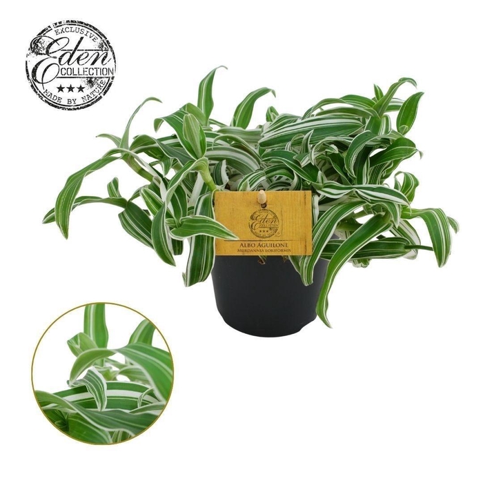 arr8 Murdan L Bright Star