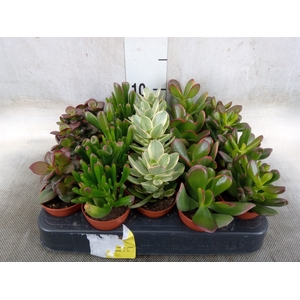 Crassula   ...mix