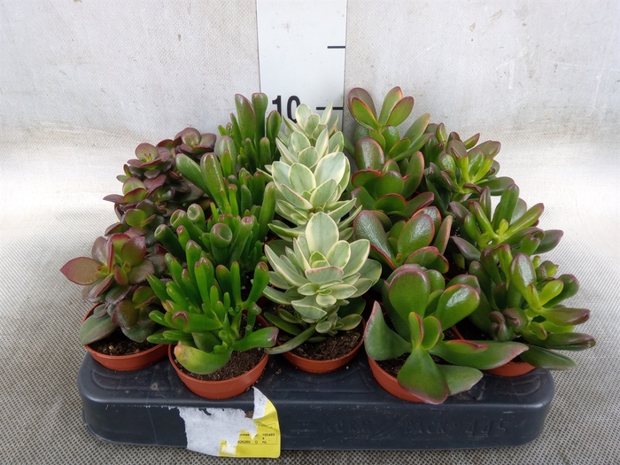 <h4>Crassula   ...mix</h4>