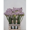 Allium Smokey Eyes
