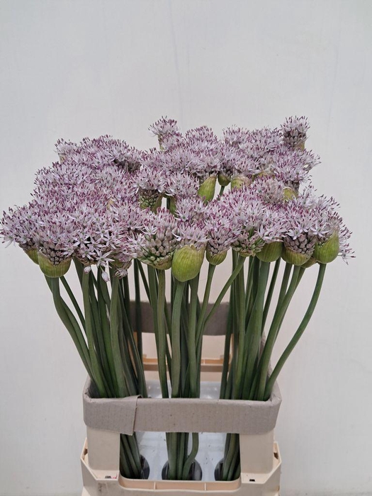 Allium Smokey Eyes