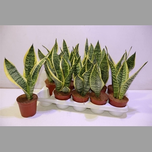 Sansev Futura Superb