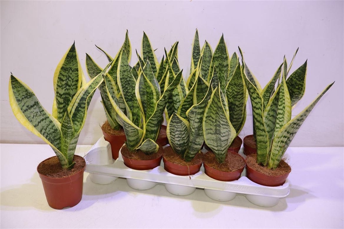 <h4>arr8 Sansev Futura Superb</h4>