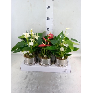 Anthurium andr.   ...mix  3