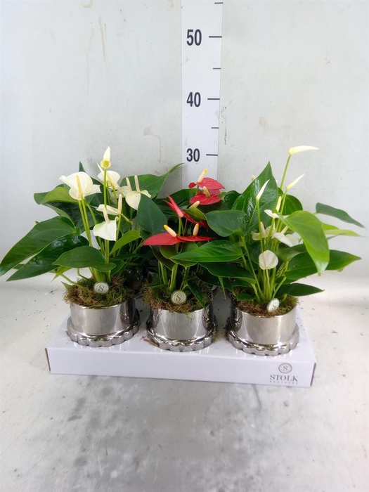 <h4>Anthurium andr.   ...mix  3</h4>
