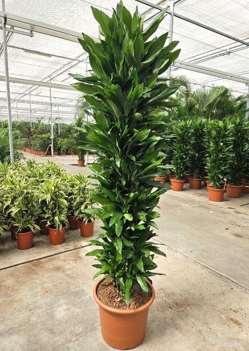 <h4>Dracaena Janet Lind</h4>