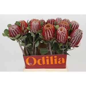 Banksia Coccinea