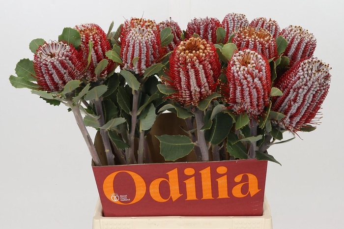 <h4>Banksia Coccinea</h4>
