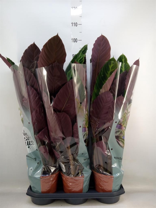 <h4>Calathea warscewiczii</h4>