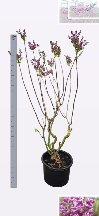 <h4>SYRI V SENSATION</h4>