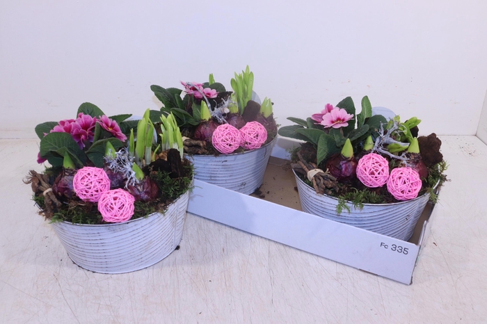 <h4>ARR TUINPLANTEN</h4>