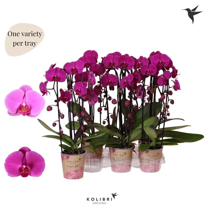 <h4>Kolibri Orchids Phalaenopsis Cascade Niagara Fall violet 2 spike</h4>