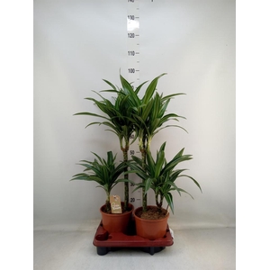 Dracaena fr de 'Ulises'