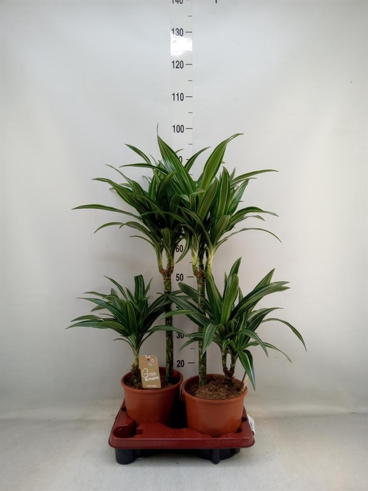 <h4>Dracaena fr de 'Ulises'</h4>
