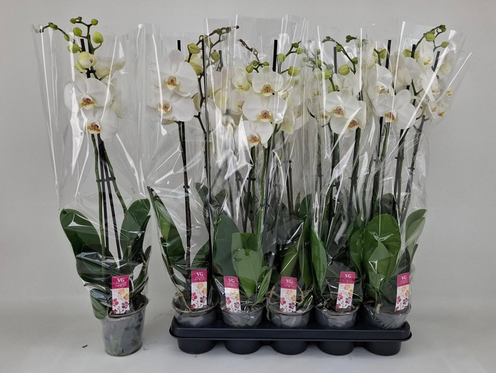 <h4>PHAL OV WIT</h4>