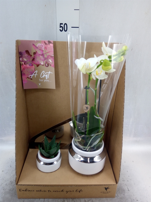 <h4>Arr.  Phalaenopsis H%</h4>