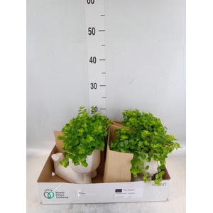 Arr.   Kamerplant Groen L%