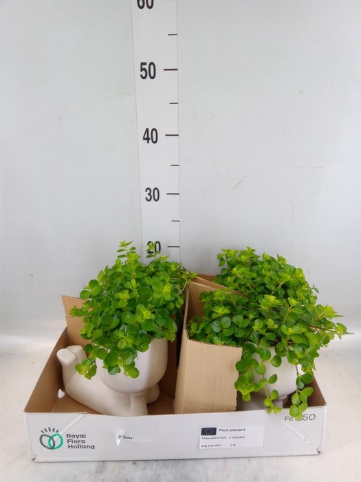 <h4>Arr. Kamerplant Groen L%</h4>