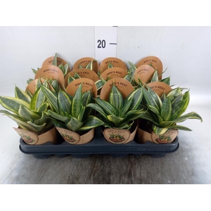 Sansevieria trifa. 'Golden Hahnii'
