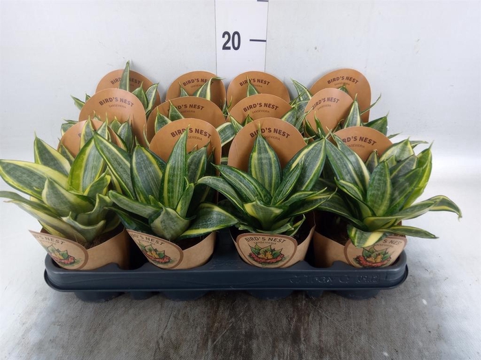 <h4>Sansevieria trifa. 'Golden Hahnii'</h4>