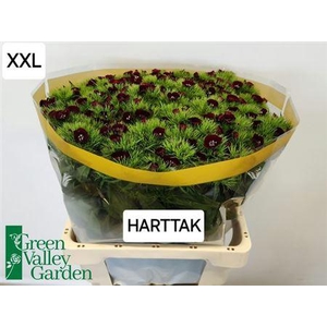 Di Barb Will Bl Cher