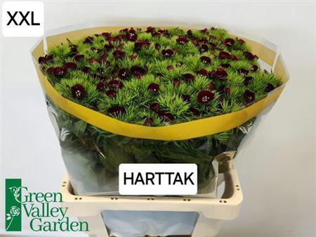 <h4>Di Barb Will Bl Cher</h4>